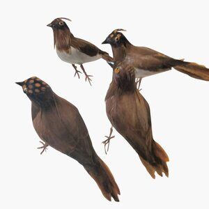 Decorative Tufted Birds Brown Orange Feathers Realistic Craft Display Lot 4
